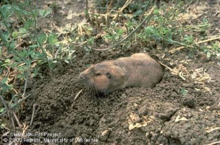 Gopher